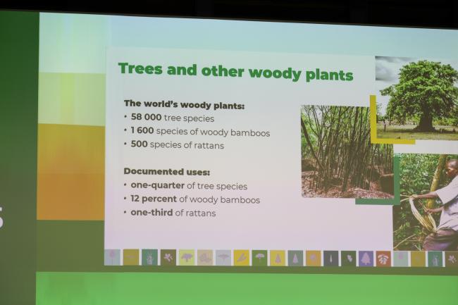 Slide on trees and other woody plants