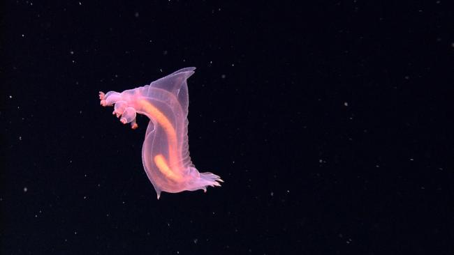 benthopelagic sea cucumber - ISA30-1 -26March2025