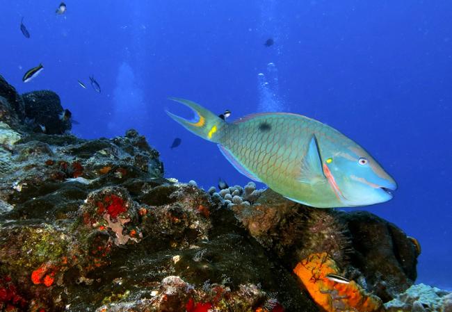 Parrotfish from Mexico, photo by Marcelo Halpern