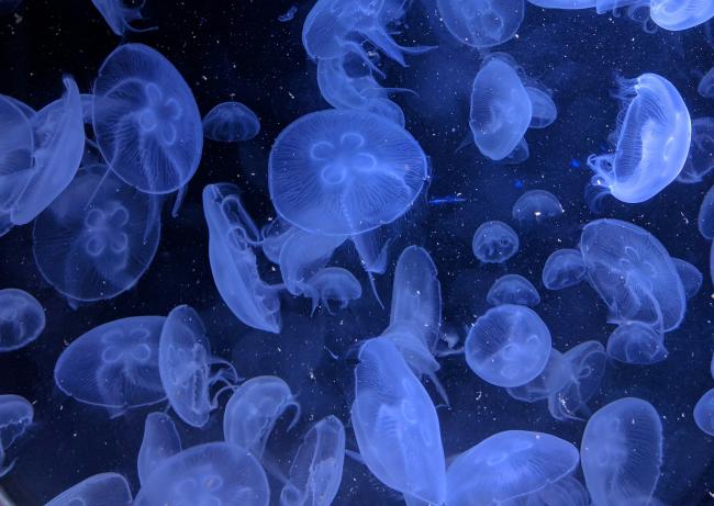 Jellyfish - Praveen Thotagamuwa Unsplash - 24Apr2025.jpg