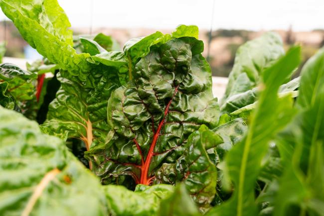 chard on roof - ITPGRFA_OEWG13_1april2025-photo