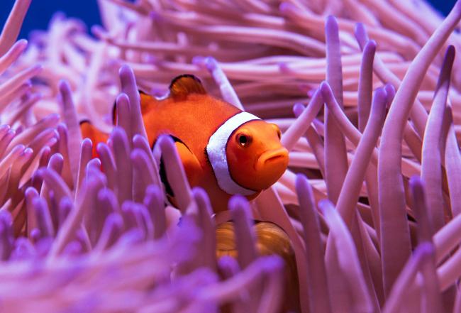Photo by <a href="https://unsplash.com/@davidclode?utm_content=creditCopyText&utm_medium=referral&utm_source=unsplash">David Clode</a> on <a href="https://unsplash.com/photos/clown-fish-in-purple-and-white-coral-reef-Gv-Cx3_clZ4?utm_content=creditCopyText&utm_medium=referral&utm_source=unsplash">Unsplash</a>       