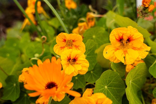 flower 1 - ITPGRFA_OEWG13_1april2025-photo