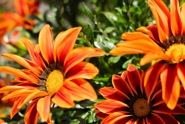 flowers - ITPGRFA_OEWG13_2april2025-photo