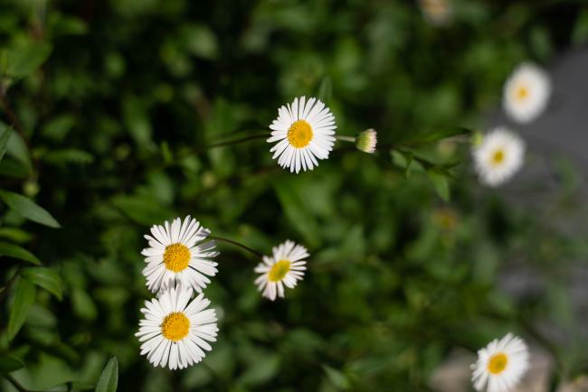 flowers 1 - ITPGRFA_OEWG13_4april2025-photo