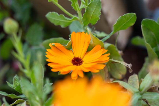 flowers orange - ITPGRFA_OEWG13_3april2025-photo