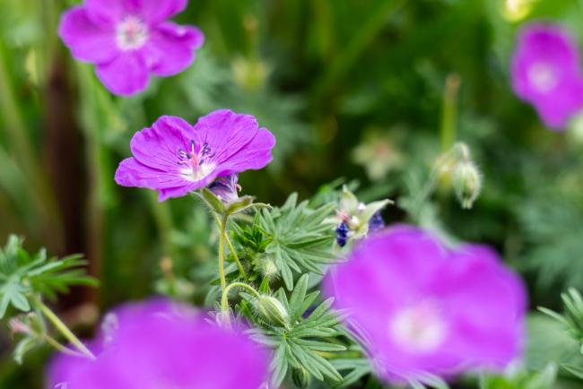 flowers purple - ITPGRFA_OEWG13_3april2025-photo