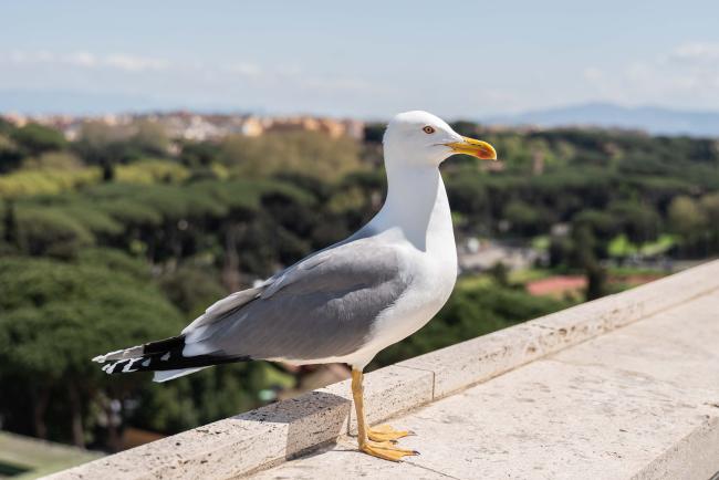 gull - ITPGRFA_OEWG13_3april2025-photo