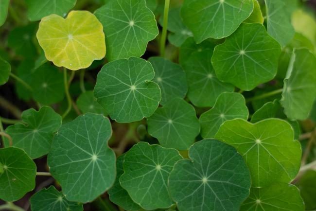 leaves - ITPGRFA_OEWG13_3april2025-photo