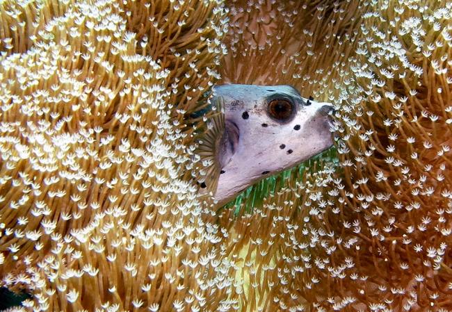 pufferfish Halpern.jpg