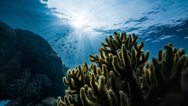 Green corals under water