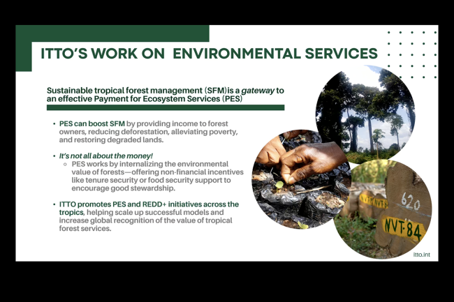 Sheam Satkuru, Executive Director, ITTO - UNFF20 - 6May2025