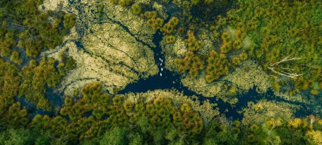 Aerial view of river running through a forest