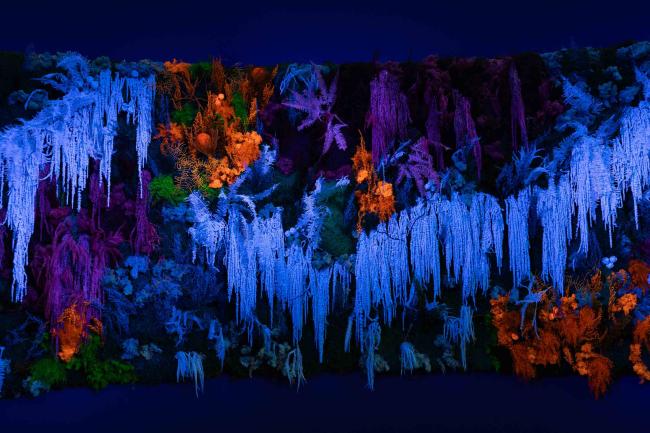 Luminous corals