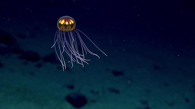 1605jellyfish-hires