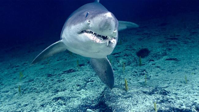 Sand Tiger Shark may12-3-800