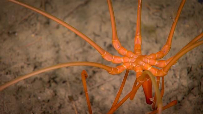 Sea Spider june26-1-800