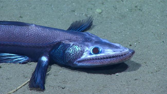 Deep-Sea Lizardfish