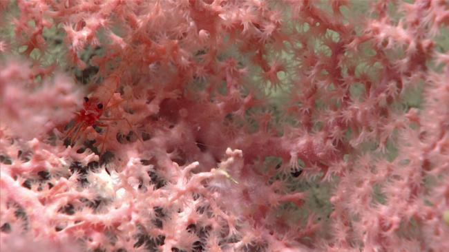 dive02-hemicorallium-hires