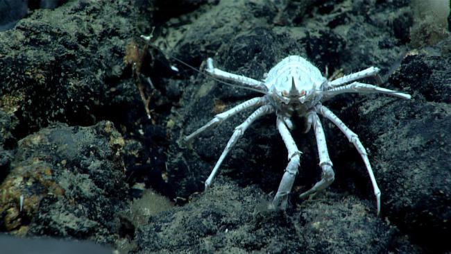Squat Lobster Hires