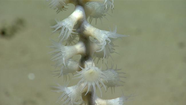 ex2301-dive03-zoanthid-colony-hires