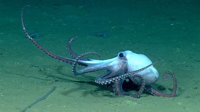 ex2301-dive06-octopus-hires