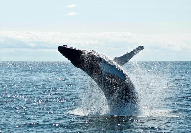 Grey dolphin