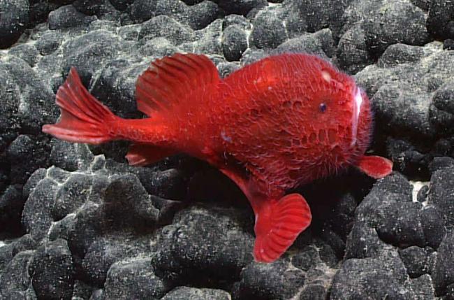 coffinfish-img1-hires