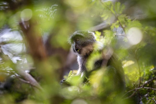monkey-AMCEN20_17Jul25_photo.jpg