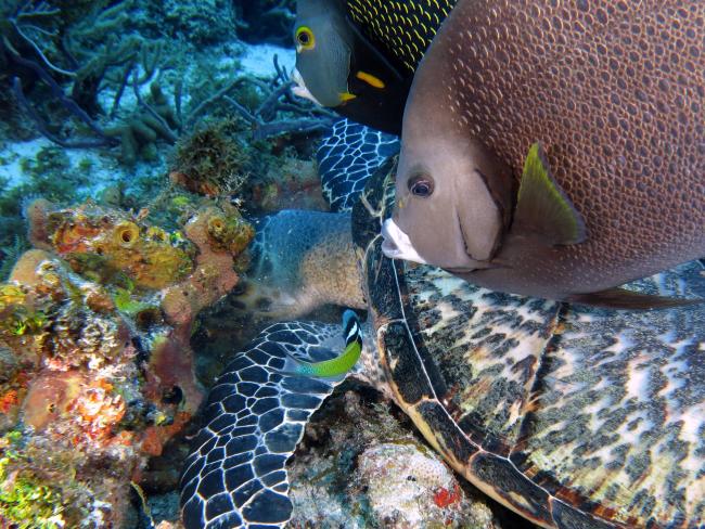 Cozumel marine biodiversity