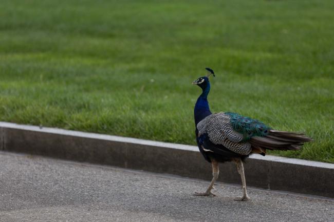 UN Peacock
