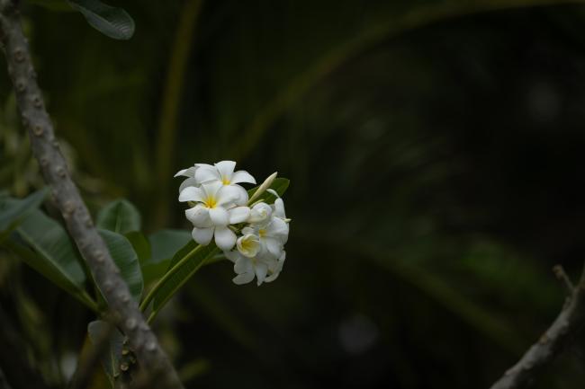 Frangipani