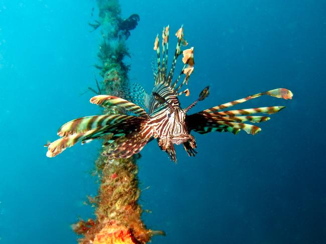 Marine biodiversity iin the Philippines