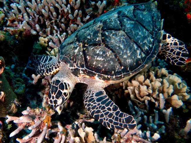 Sea turtle from Cozumel