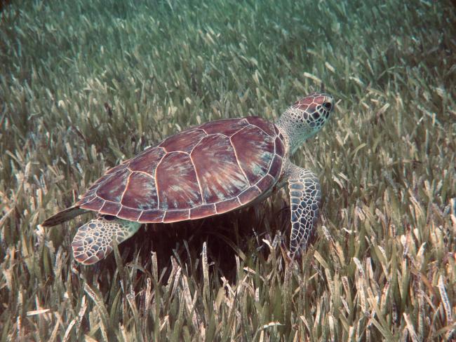 Sea turtle from the Andros Island, Bahamas
