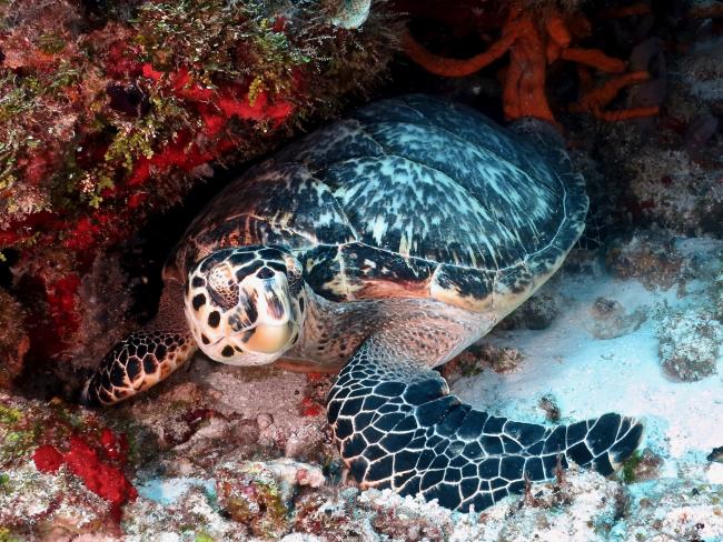 Turtle in Cozumel