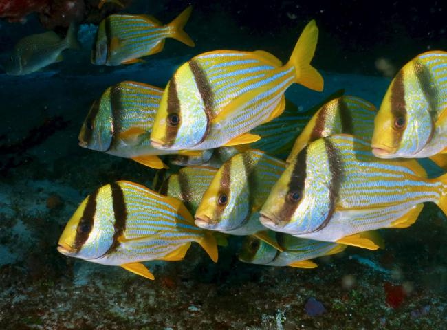 Yellow fishes