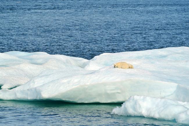 Polar bear and two cubs on ice floe