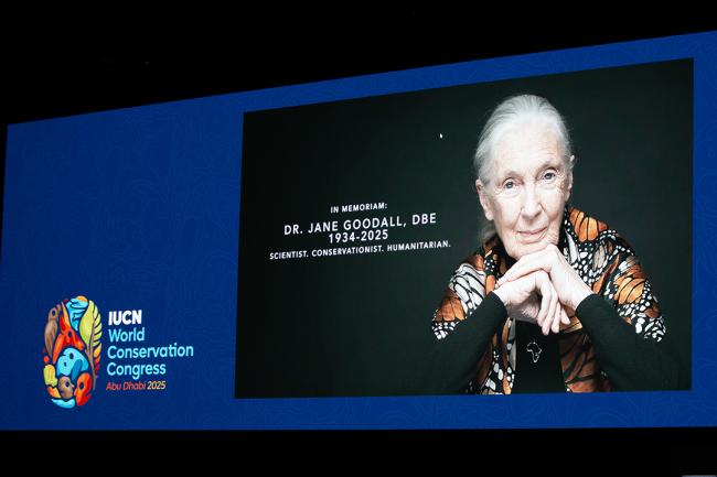 A tribute to Jane Goodall - A tribute to Jane Goodall - IUCN-World Conservation Congress 2025- 10Oct2025