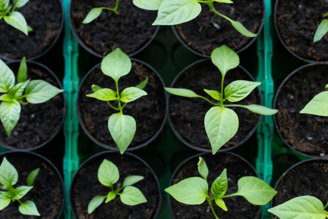 Plants in pots