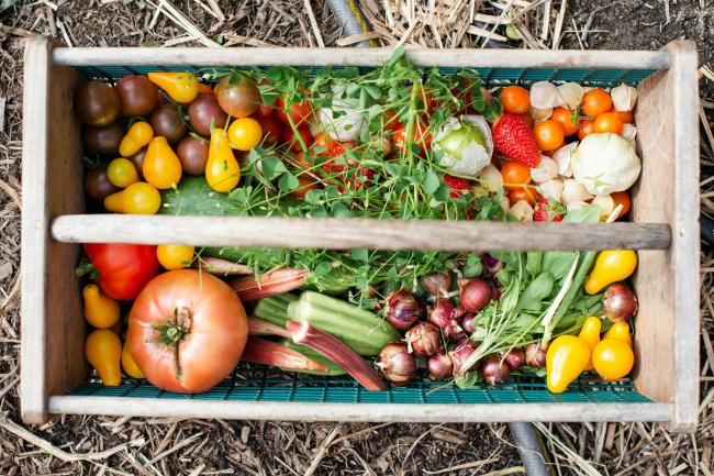 Yellow and red tomatoes on green plastic crate