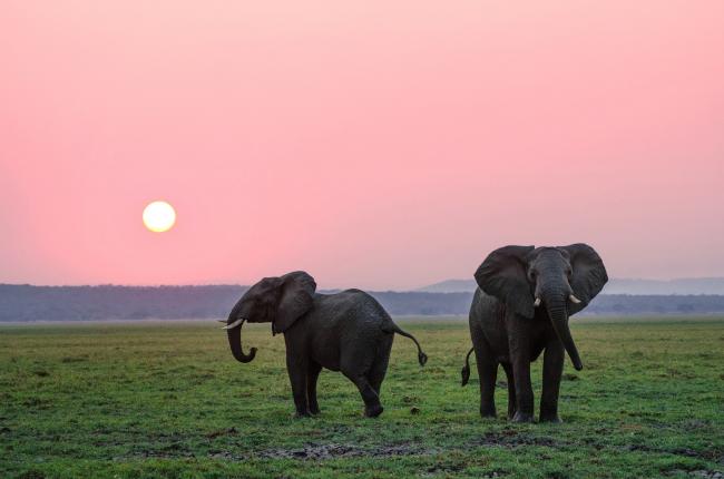Elephants