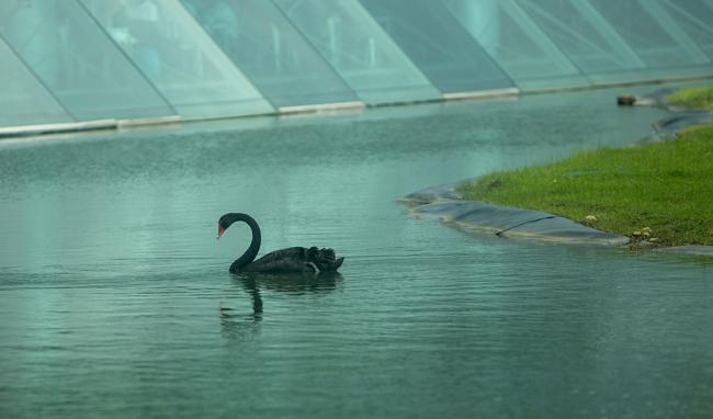 Cisne Negro - Glaciers and Ice Sheets and Sea-level Rise - COP30 - 14Nov