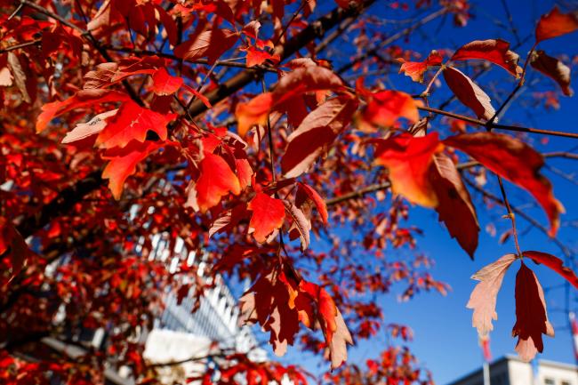 Leaf_MinamataCOP6_04Nov25_photo.jpg
