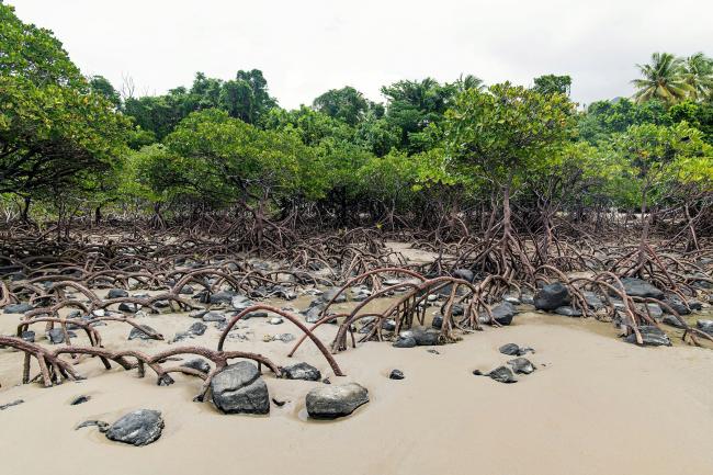 Mangroves