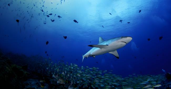 Shark
