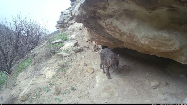 Striped hyena