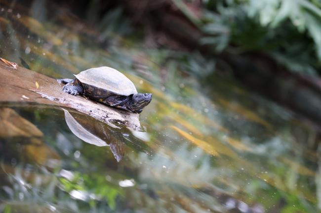 turtle 
