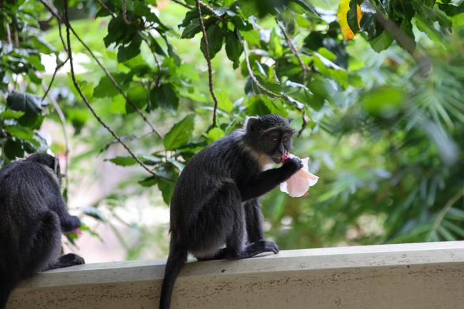 monkey 