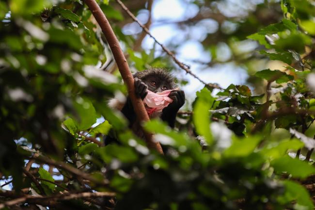 monkey 